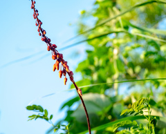 Mezoneuron latisiliquum