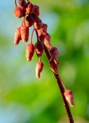 Mezoneuron latisiliquum