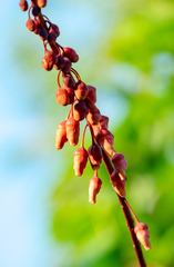 Mezoneuron latisiliquum