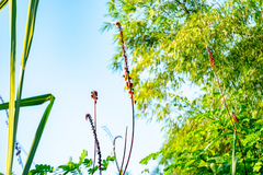 Mezoneuron latisiliquum