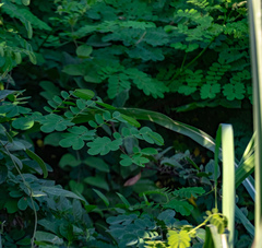 Mezoneuron latisiliquum