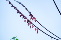 Mezoneuron latisiliquum