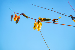 Mezoneuron latisiliquum