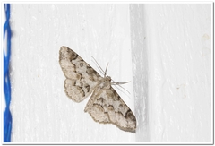 Iridopsis larvaria