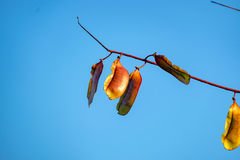 Mezoneuron latisiliquum