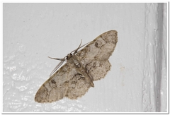 Iridopsis larvaria