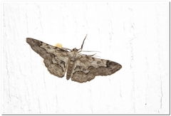 Iridopsis larvaria