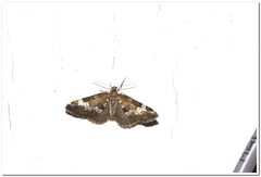 Perizoma alchemillata