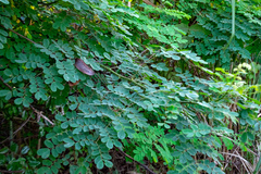 Mezoneuron latisiliquum