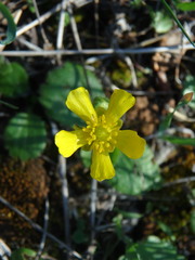 Ranunculus bullatus