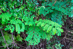 Mezoneuron latisiliquum