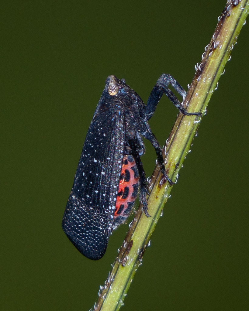 sumac speckled lanternfly