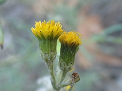 Senecio angustifolius