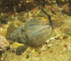 Cominella virgata