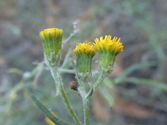 Senecio angustifolius