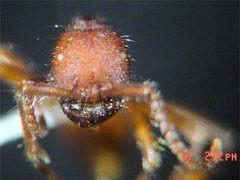 Neivamyrmex nigrescens