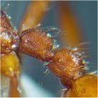 Neivamyrmex nigrescens