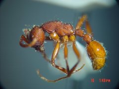 Neivamyrmex nigrescens