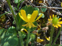 Ranunculus bullatus