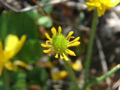 Ranunculus bullatus