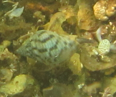 Cominella maculosa