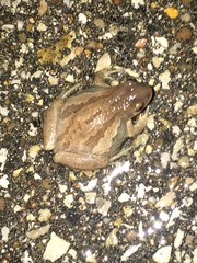 Pseudacris triseriata