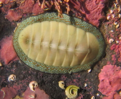 Chiton glaucus