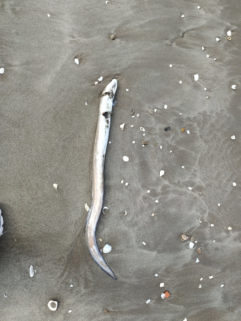 Argentine Conger
