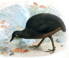 Berlepsch's Tinamou photo 3