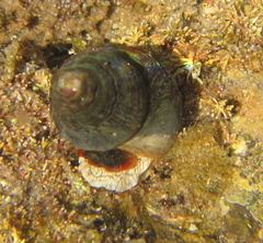 Cominella virgata