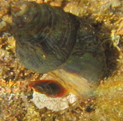 Cominella virgata