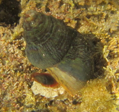 Cominella virgata