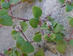 Euphorbia vizcainensis
