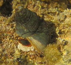 Cominella virgata