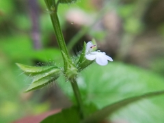 Salvia podadena