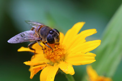 Eristalina