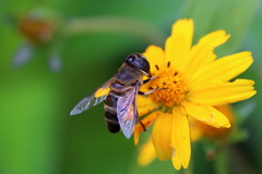 Eristalina