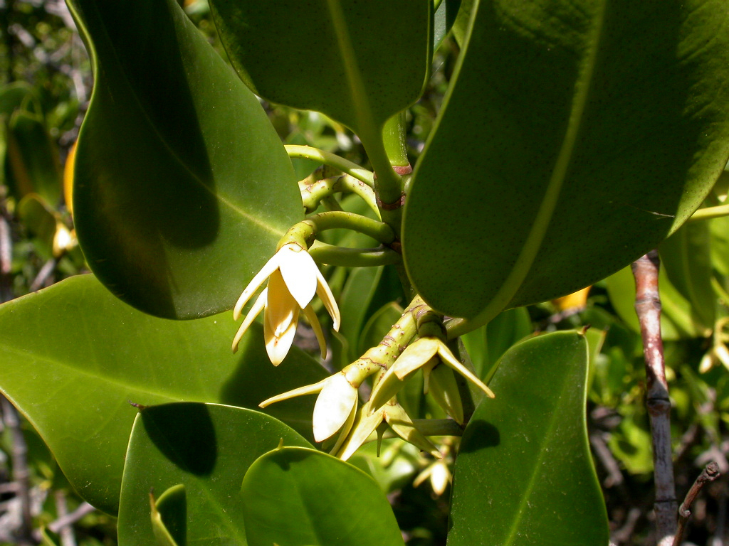 spotted mangrove from Coombabah Res Mangrove Walk, Gold Coast QLD ...