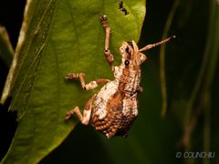 Episomus chinensis