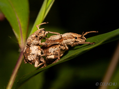Episomus chinensis