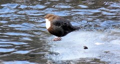 Cinclus cinclus aquaticus