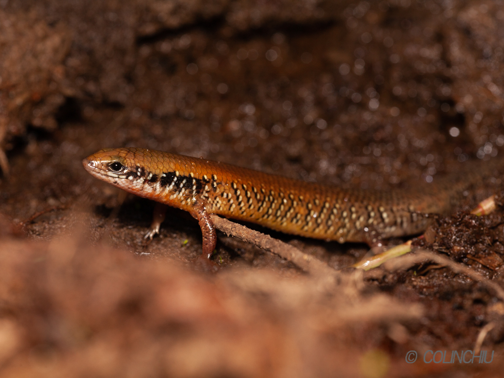 Chinese Short-Limbed Skink