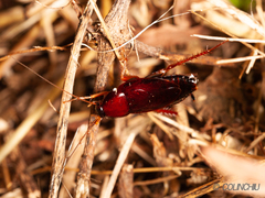 Hebardina concinna