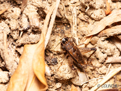 Loxoblemmus equestris