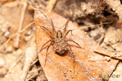 Pardosa laura