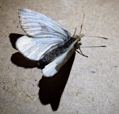 Steromapedaliodes bordoni