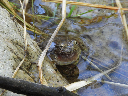 Canyon Tree Frog photographed in Arizona