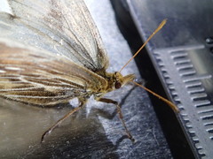 Steromapedaliodes bordoni