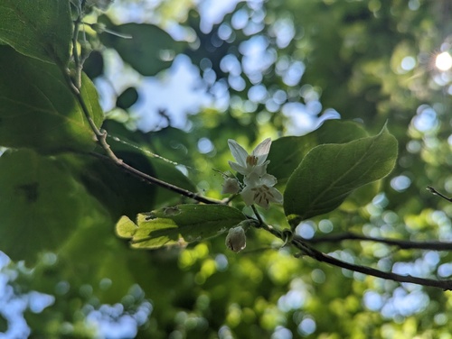 Bigleaf snowbell (Styrax grandifolius)