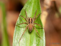 Pardosa laura